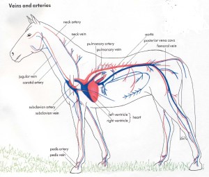 Circulatory system of the horse from www.serendipityrancher.com