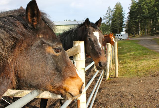 The "herd" waiting to be brought in for dinner.