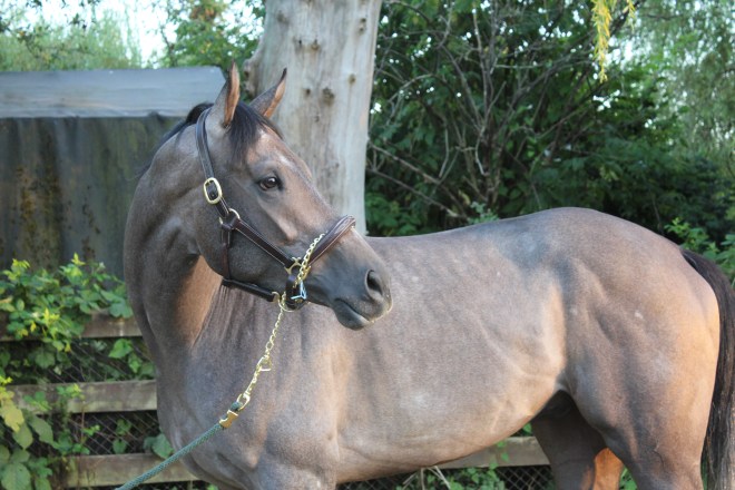 The thoroughbred racehorse, "Machine"