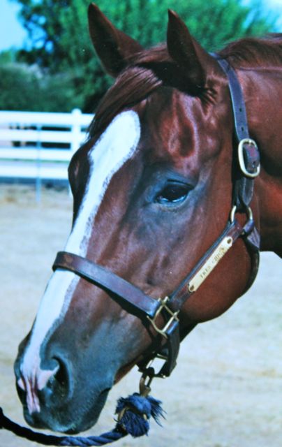 Razzberry Zam.  An off-track thoroughbred who "dropped into my lap" as a sales project.  One of the most wonderful horses I've ever had the opportunity to ride.  So wonderful, in fact, he sold quickly.  His buyer was the perfect owner and a massage therapist to boot.  Love, compassion and no attachment.  I felt it with this horse and although sad to see him go, it seemed like the gratitude with which we approached each other had a most beneficial outcome for us both.