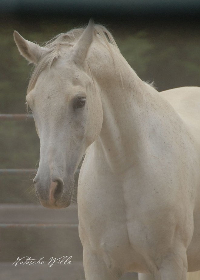 "Nick" - photo by Natascha Wille