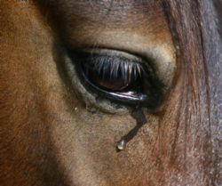 Photo: evaequinevet.com