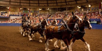 Horse Day in the PNE Agrodome, Vancouver, B.C. (photo: m.pne.ca via Horse Council of B.C.)