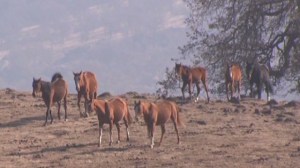 Horses caught in the California drought (photo: cnn.com)