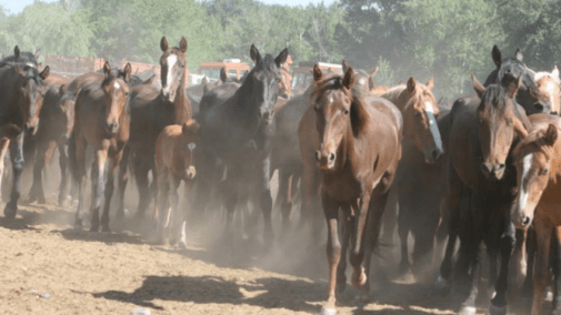 Wild horses (photo: returntofreedom.org)