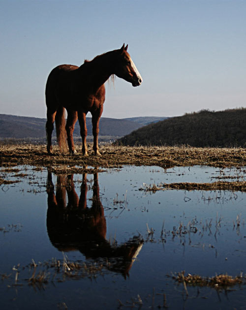 Photo: www.naldgraphics.net, source: jen2cal, deviantart.com