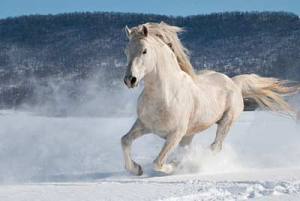 horse-white-snow