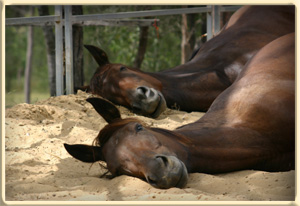 photo: www.equiculture.com.au