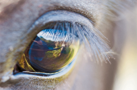 http://veterinarynews.dvm360.com/veterinary-treatment-glaucoma-your-equine-patients