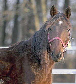 Photo and story: http://www.eveningsun.com/ci_20144447/rescued-horses-up-adoption-hanover?source=most_viewed (posted 03/10/2012 by Craig K. Paskoski, The Evening Sun)