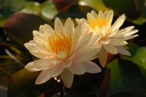 Yellow Lotus