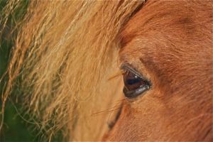 Photo: Belle - S. Gordon