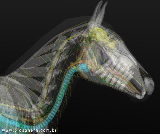 horse-anatomy-head