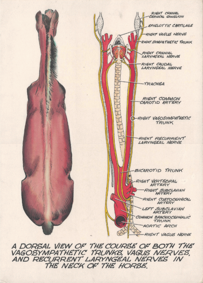 Photo: http://www.ucd.ie/vetanat/images/image.html