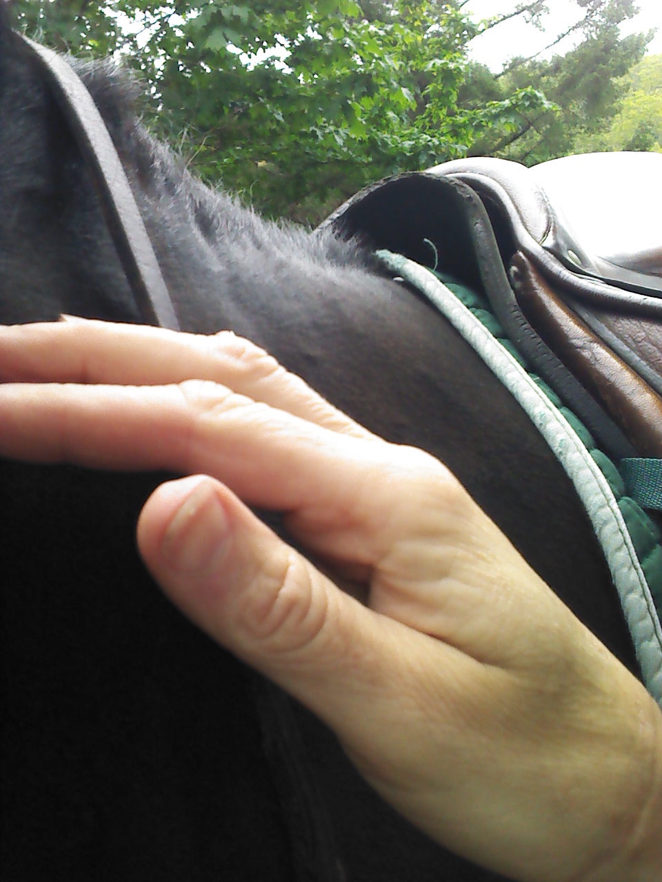 IMG_20160622_132742834